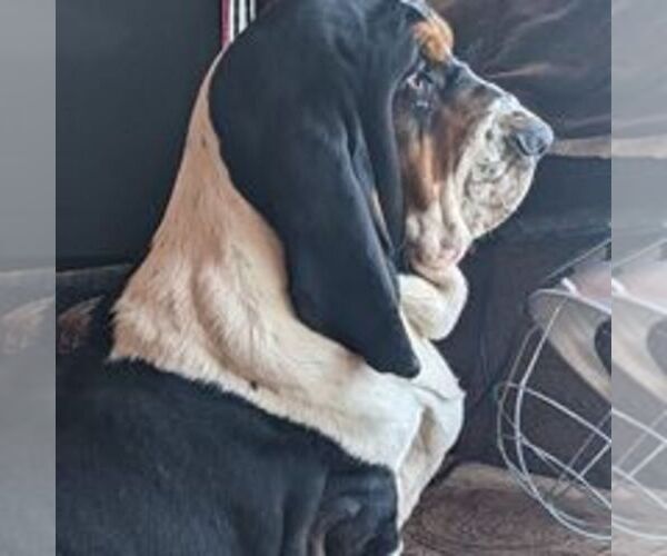 Medium Photo #1  Breeder Profile in WILLIAMSTOWN, KY, USA