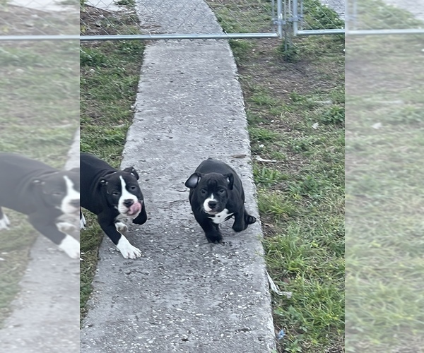 Medium Photo #1  Breeder Profile in TAMPA, FL, USA