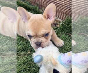 French Bulldog Dog Breeder near NORTH LAS VEGAS, NV, USA