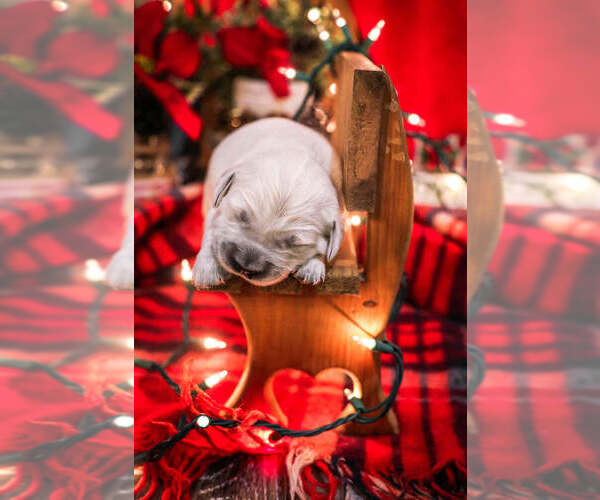 Medium Photo #29  Breeder Profile in URBANA, OH, USA