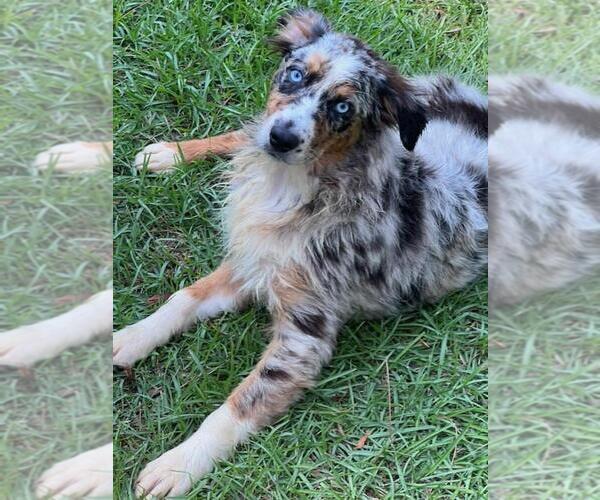 Medium Photo #32  Breeder Profile in HOMERVILLE, GA, USA