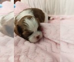 Small #1 Breeder Profile image