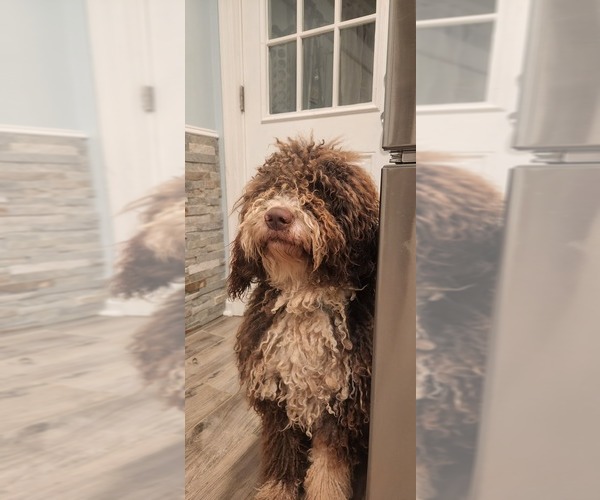 Medium Photo #15  Breeder Profile in ACCOKEEK, MD, USA