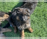 Small #151 Breeder Profile image