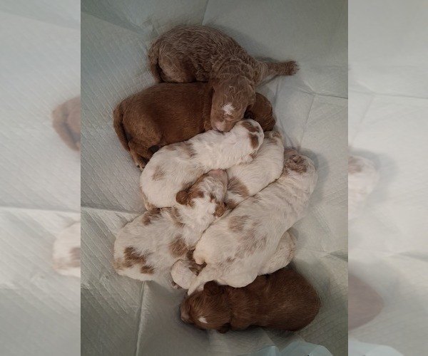 Medium Photo #89  Breeder Profile in GASTONIA, NC, USA
