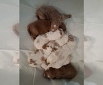 Small #88 Breeder Profile image