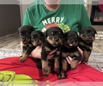 Small #1 Breeder Profile image