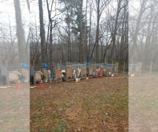 Medium Photo #1  Breeder Profile in ARARAT, VA, USA