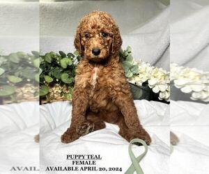 Poodle (Standard) Dog Breeder in CHESTERFIELD,  USA