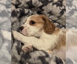 Small #1 Breeder Profile image