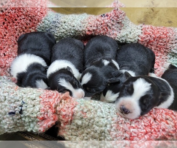 Medium Photo #5  Breeder Profile in NEW YORK MILLS, MN, USA