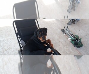 Rottweiler Dog Breeder near REEVESVILLE, SC, USA