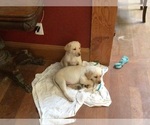 Small #2 Breeder Profile image