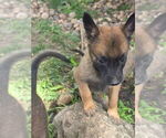 Small #13 Breeder Profile image