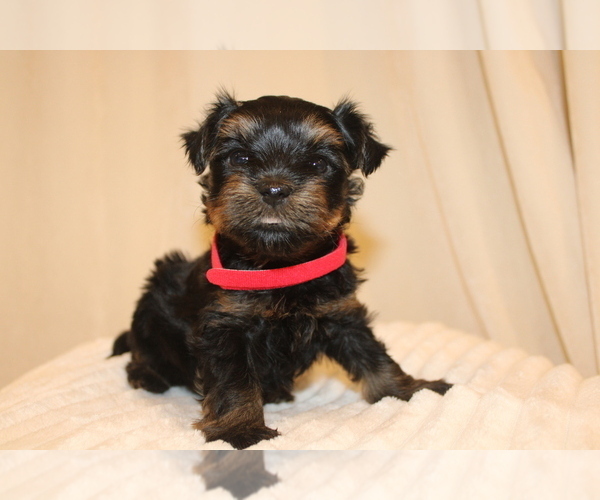 Medium Photo #1  Breeder Profile in BRADENTON, FL, USA