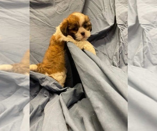 Medium Photo #15  Breeder Profile in HENNIKER, NH, USA