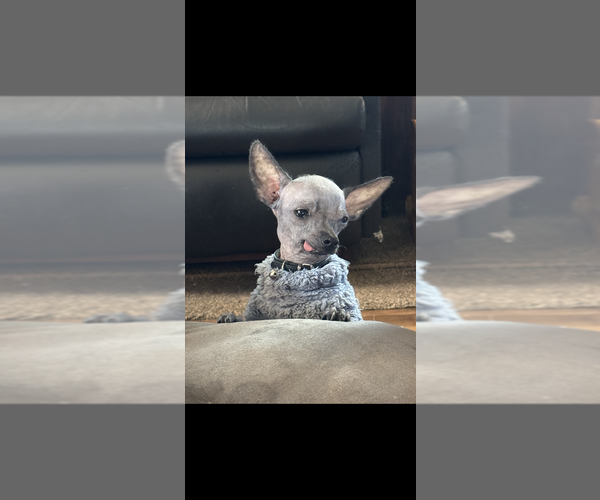 Medium Photo #13  Breeder Profile in SHERMAN, TX, USA