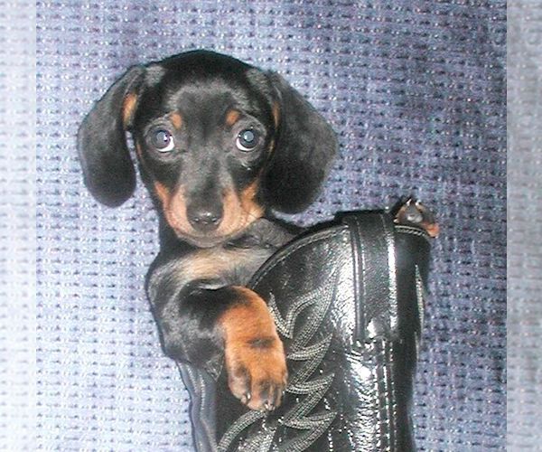 Medium Photo #1  Breeder Profile in BRISTOL, TN, USA