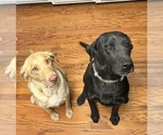 Small breeder photo