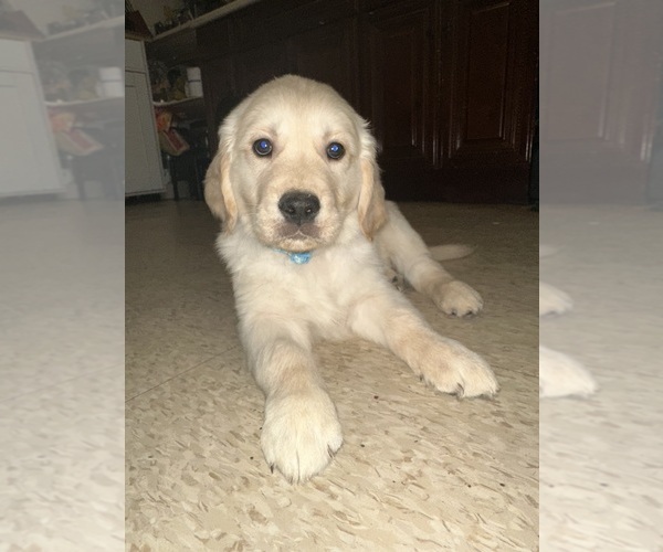 Medium Photo #4  Breeder Profile in EAST ELMHURST, NY, USA