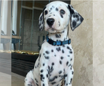 Small #2 Breeder Profile image