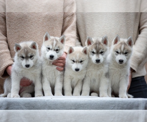 Medium Photo #15  Breeder Profile in Lviv, Lviv, Ukraine