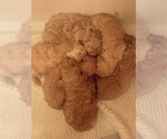 Small #6 Breeder Profile image