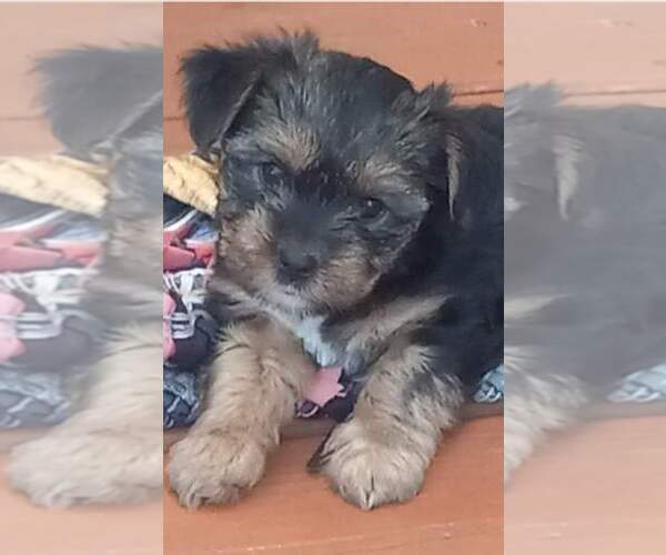 Medium Photo #1  Breeder Profile in HARDYVILLE, KY, USA