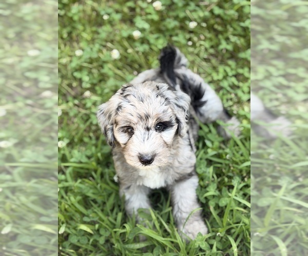 Medium Photo #1  Breeder Profile in CLEMSON, SC, USA