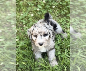 Sheepadoodle Dog Breeder near CLEMSON, SC, US