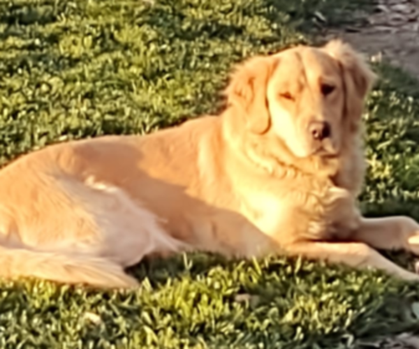 Medium Photo #1  Breeder Profile in GLENN, CA, USA