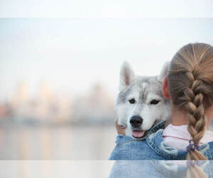 Siberian Husky Dog Breeder in Lviv,  Ukraine