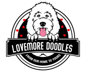 Labradoodle-Poodle (Standard) Mix Dog Breeder in RIO,  USA