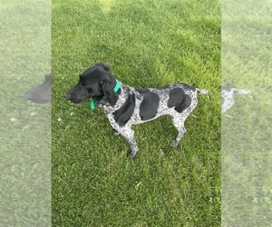 German Shorthaired Pointer Dog Breeder near WABASSO, MN, USA