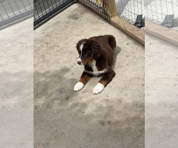 Medium Photo #1  Breeder Profile in BEAUMONT, MS, USA