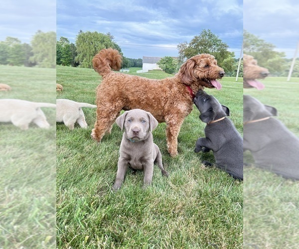 Medium Photo #12  Breeder Profile in FREDERICKSBG, OH, USA