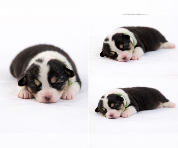 Medium Photo #13  Breeder Profile in BELFIELD, ND, USA