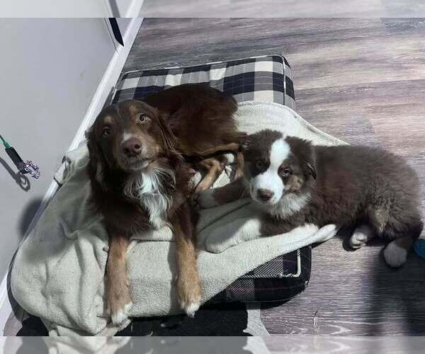 Medium Photo #53  Breeder Profile in HARRISON, OH, USA