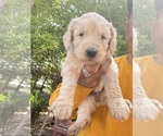 Small #3 Breeder Profile image