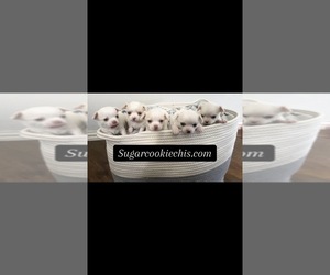 Chihuahua Dog Breeder near ROWLETT, TX, USA