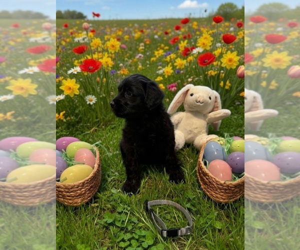 Medium Photo #5  Breeder Profile in MALVERN, OH, USA