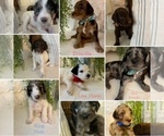 Small breeder photo