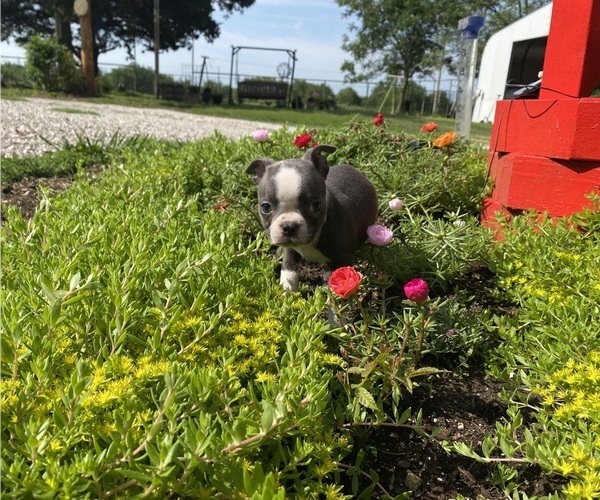Medium Photo #4  Breeder Profile in FREDONIA, KS, USA