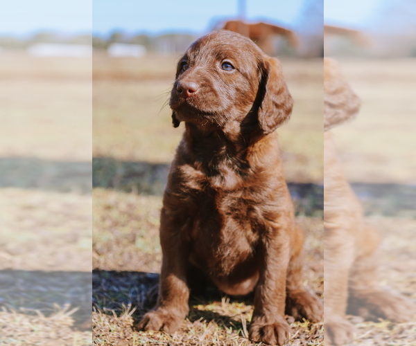 Medium Photo #8  Breeder Profile in PRATTSVILLE, AR, USA