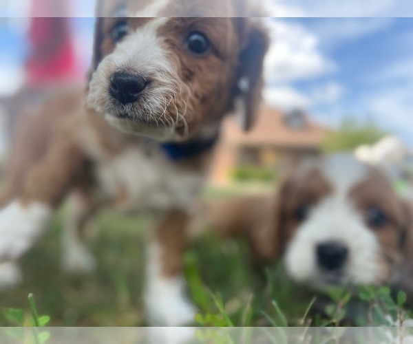 Medium Photo #7  Breeder Profile in REEDS SPRING, MO, USA