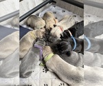 Small breeder photo