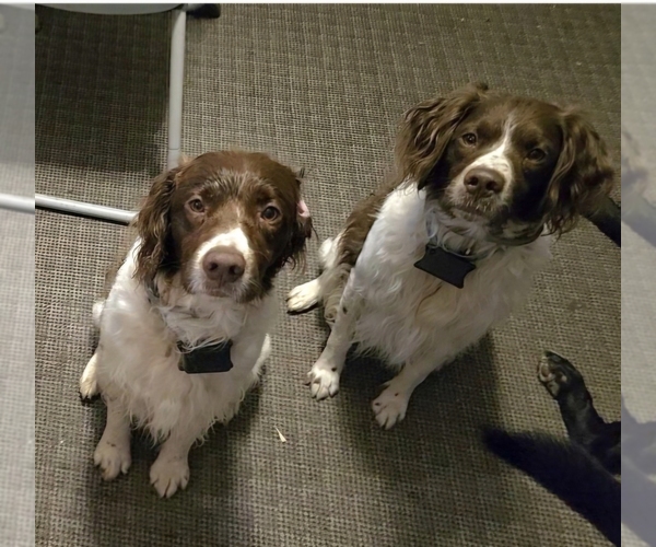 Medium Photo #5  Breeder Profile in MOHAWK, NY, USA