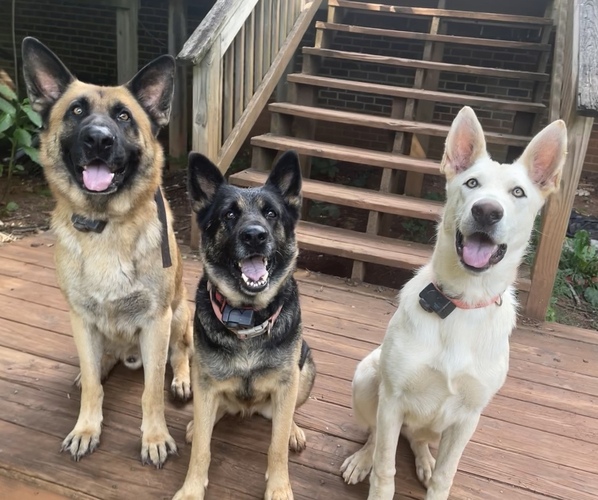 Medium Photo #1  Breeder Profile in LYNCHBURG, VA, USA