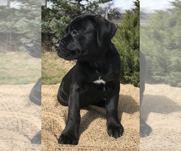 Medium Photo #6  Breeder Profile in LOYALTON, CA, USA