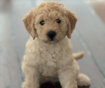 Small #1 Breeder Profile image